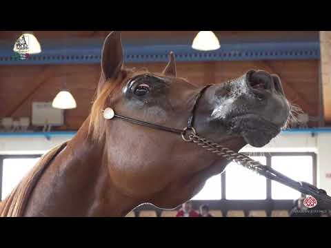 N 32 MINA MONISCIONE   Italian Nationals 2020   San Giovanni In Marignano   Fillies 2 Years Old Clas