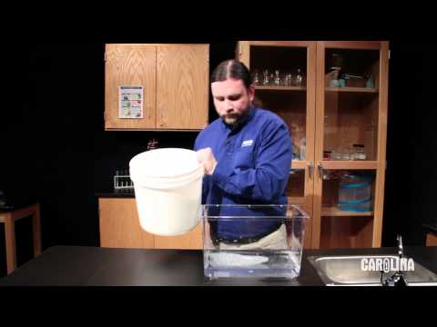 Care and Handling of Tadpoles