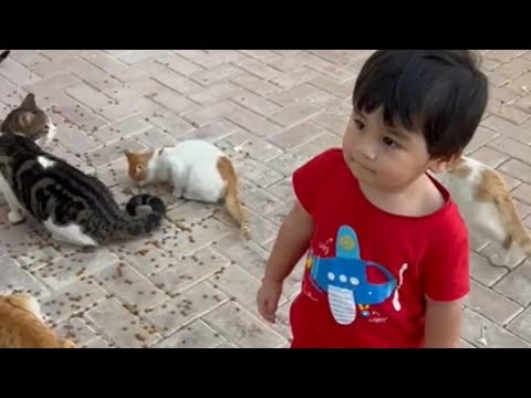 Zaid and the cats | Abu Dhabi