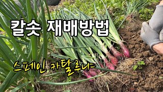 싹난 양파 심었다가 스펜인 양대파구이 칼솟 재배방법을 알게된 사연