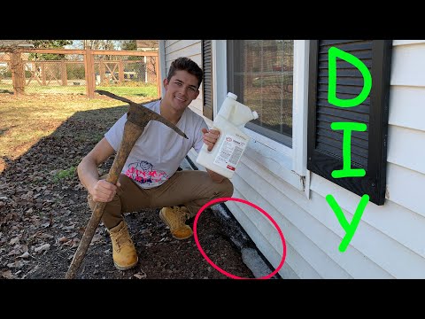How to Get Rid of Termites in Crawlspace Home - DIY Termite Treatment