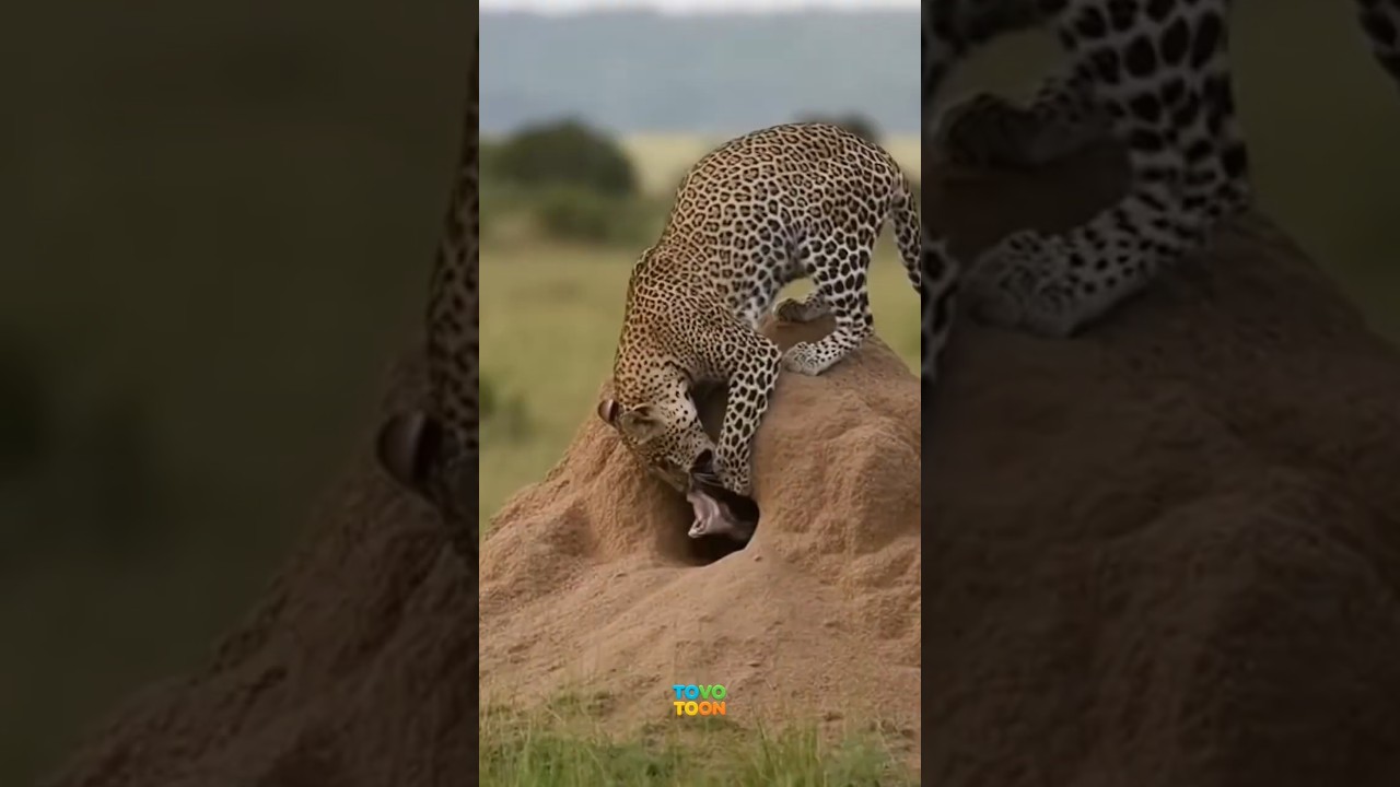 표범의 광기! 무너지는 흙둔덕 속 숨은 사냥감!Leopard Madness! The Hidden Prey Beneath the Crumbling Mound #wildlife