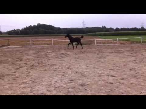 Stutfohlen Finest Rubin Royal