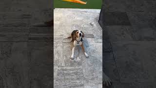 Video preview image #1 Beagle-Unknown Mix Puppy For Sale in Valrico, FL, USA