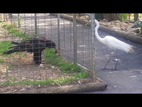 Águia caçando em cativeiro