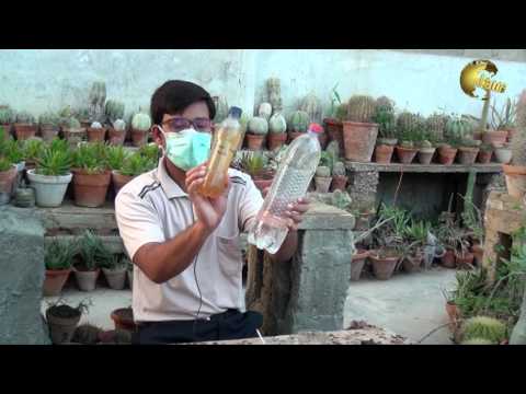 How To Use Indoleacetic Acid (Iaa) For Plants Growth In (Urdu/ Hindi)