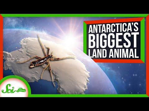 How The Largest Terrestrial Animal On Antarctica Is Able To Survive On The Icy Continent