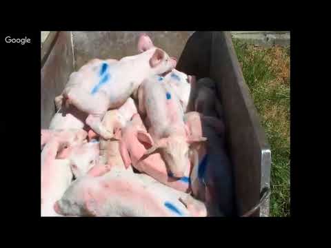 Dan Svinjara Budimir Plavsic