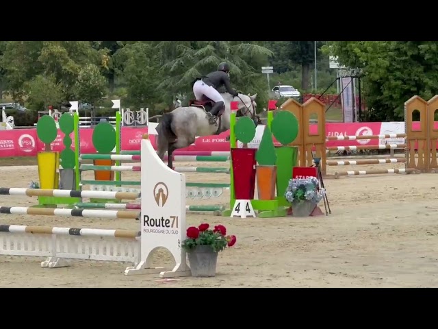 Merrie Franse rijpony PFS Te koop 2019 Donker bruin / bai ,  Carlson
