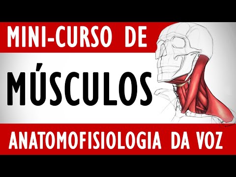 Aprenda quais são os Músculos da Laringe - Voice Lab (Mini-curso de Anatomofisiologia da Voz)