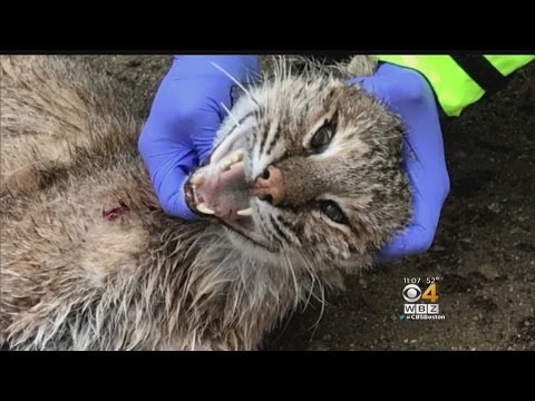 Bobcat Undergoing Rabies Testing After Attacking Family Dogs