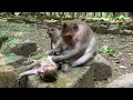 Good Mommy Monkey Mommy Protect Her Baby Monkey Very Well 360P