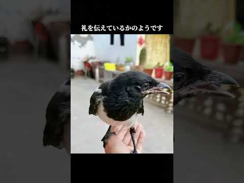 カササギは縁起の良い鳥ですか？ #animals #動物プロダクション #自然 #動物