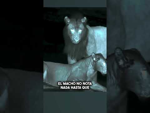 La última esperanza de una madre leona 🦁👑 #shorts