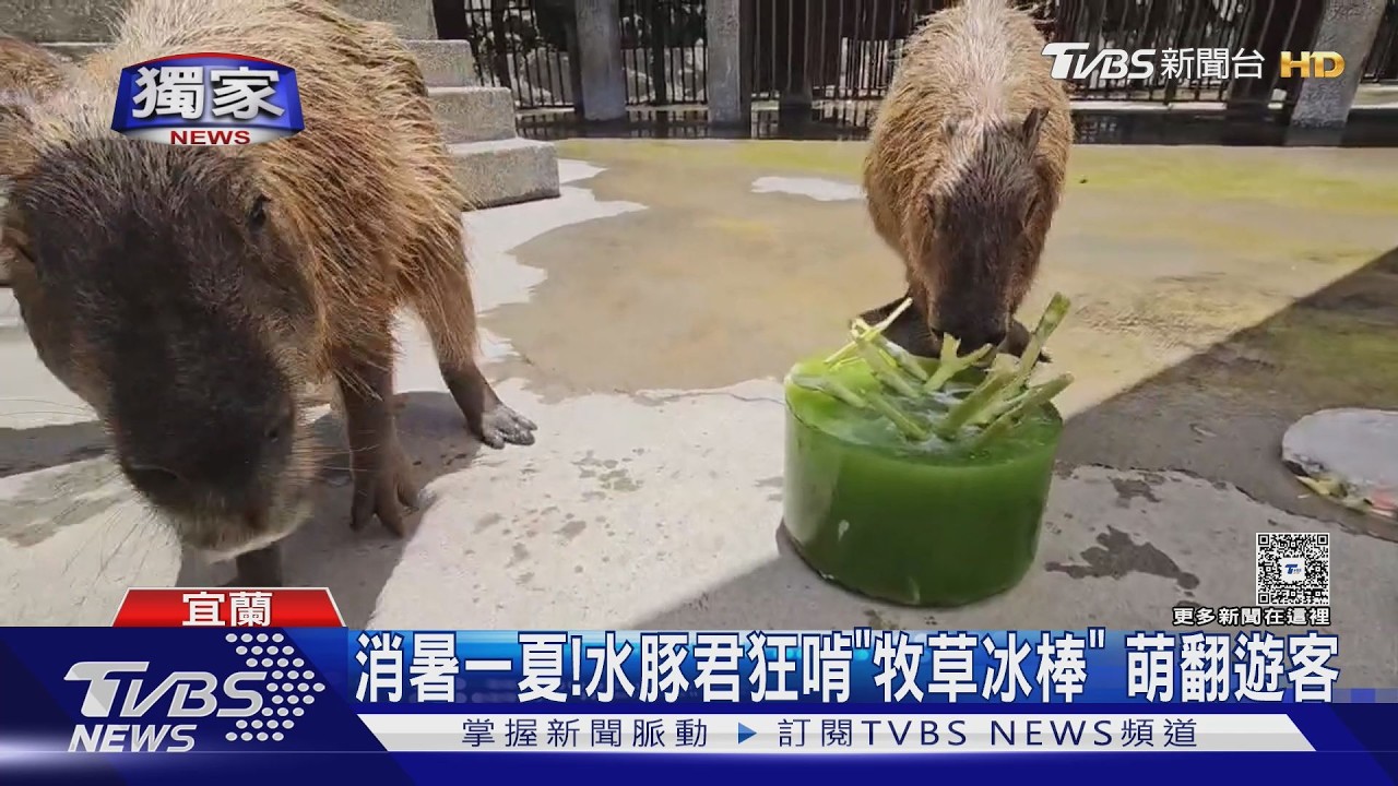 獨家影音/水豚君狂啃「牧草冰棒」!農場特製冰品幫萌寵度過炎炎夏日