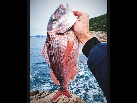 Shore Jigging Konavle - Pagrus (Pagar)