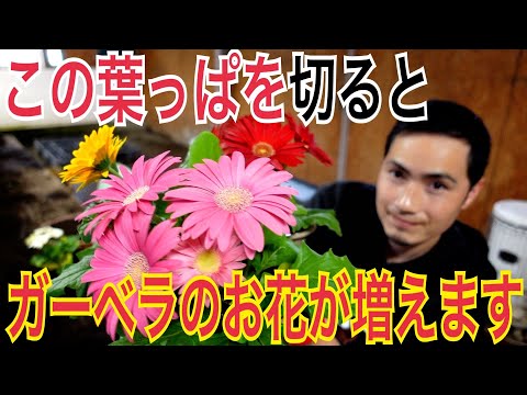 ガーベラ 植物