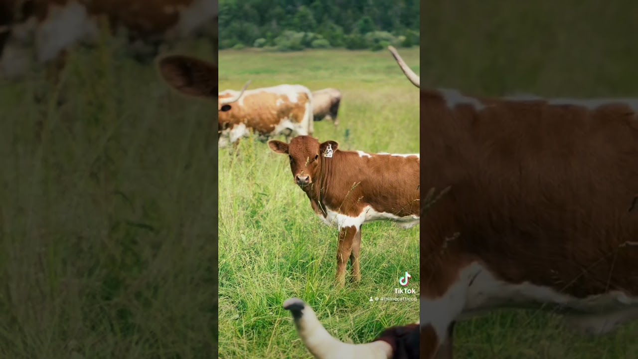 Pastures and Cattle looking great