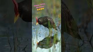 Download lagu Suara Mandar Jantan Memanggil Betina ngajak Matting #shorts #mandar #waterhen mp3 Download lagu Suara Mandar Jantan Memanggil Betina ngajak Matting #shorts #mandar #waterhen mp3