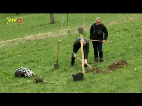 RTF.1-Nachrichten: Neue Anpflanzungen im Sortenerhaltungsgarten Glems