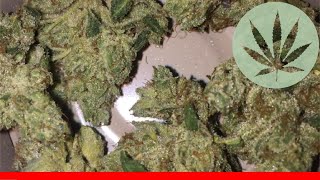 Venom Og - All About This Strain