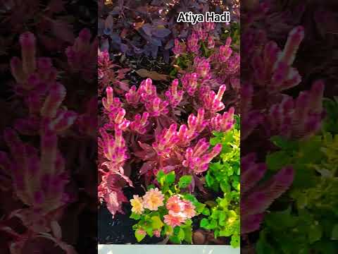 Flower 🌺 Beauty at the peak with the music by Miley Cyrus ❤️ #i can buy my self with flowers #flower