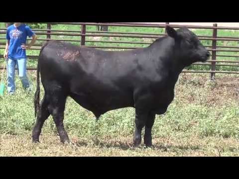 Lot 76, GAR Protege N6502