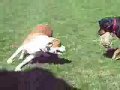 dog fight rottweiler vs pitbull 