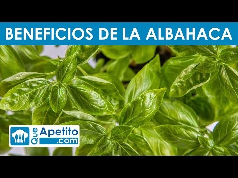8 Propiedades y Beneficios de la Albahaca | QueApetito