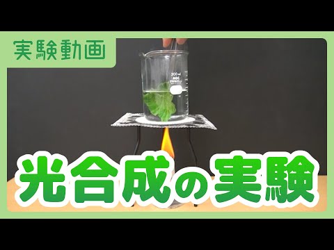 緑の奇跡: 植物には意識があることが実験で判明