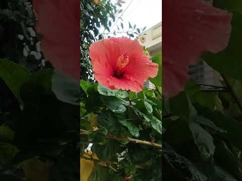red colour hibiscus today garden natural flower endendu. ninnanu. Marathu. na Nirala re SP b.k. s.