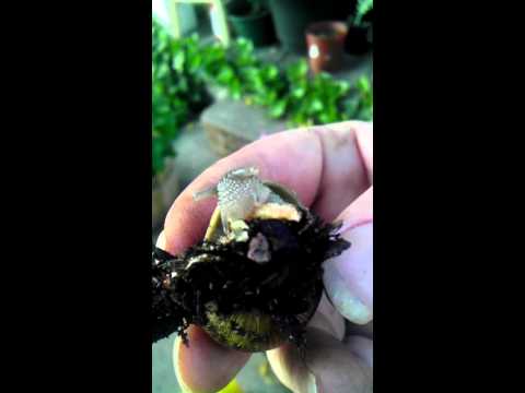 Intense! Snail Eating Snail Bait- close up!