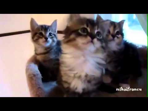Synchronized Cats Compilation   CollegeHumor Video
