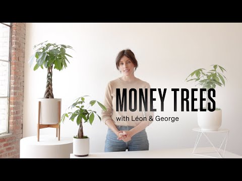 How to Care for the Money Tree
