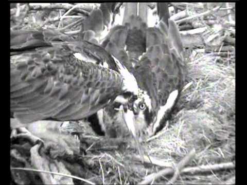 Storing fish in the nest