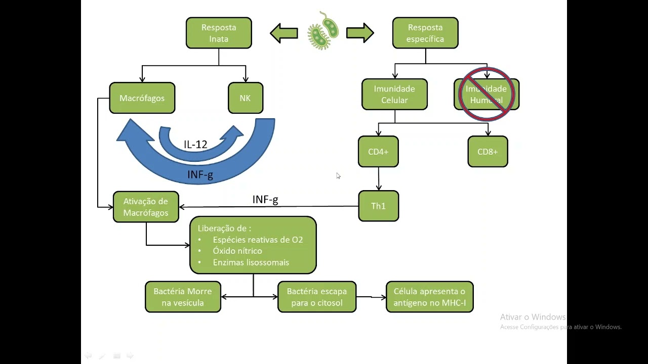 Resposta imune contra bactéria de vida intracelular - Defesa contra bactéria da vida intracelular