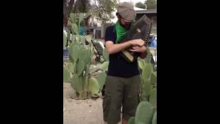 Cactus Autoharp