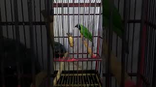 Download lagu suara khas cucak ijo jember mp3 Download lagu suara khas cucak ijo jember mp3