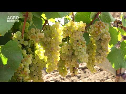 Cum influențăm calitatea strugurilor?