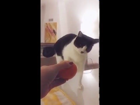 Cat hates oranges and hits them.