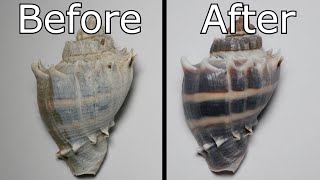 Do THIS to Make Your Shells Look Museum Quality!