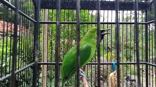 Download lagu Pancingan cucak ijo jember agar jamtrok mp3 Download lagu Pancingan cucak ijo jember agar jamtrok mp3