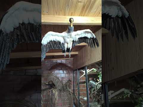 Museo.. Animales Autóctonos...Wanda. Misiones!!!