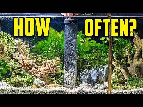 The Water Change Guide For EVERYONE (#1 Key to a Healthy Aquarium)