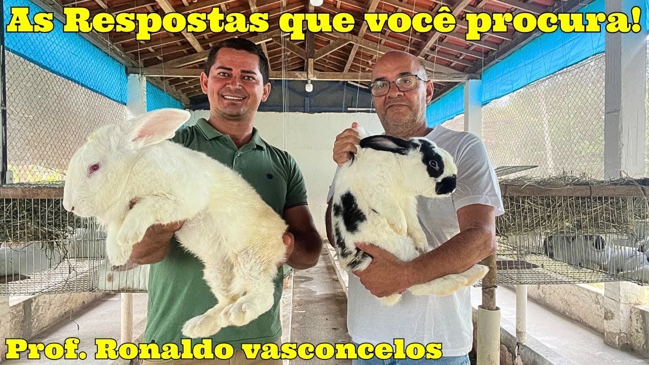 As 10 principais perguntas sobre cunicultura