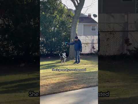 Pittie Goes From Naughty To Good Whenever Her Grandparents Are Present | The Dodo