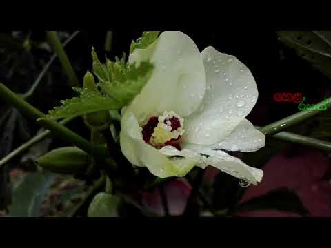 Download Hela Rahas Sinhala 3gp Mp4 Codedwap