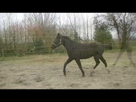 For sale!! Stallion Rayendo. Kjento x Vivaldi