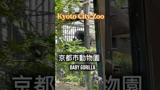 2025 6/27🦍サンタロウ #Kyoto #京都市動物園  #赤ちゃんゴリラ #gorilla