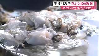 宮城県内産の生食用カキが出荷解禁　品質検査で１カ月遅れるも成育順調　身入りや味は良好で全国へ (26/10/26 11:49)